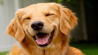 happy dog